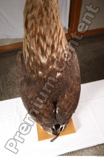 Hawk 0236